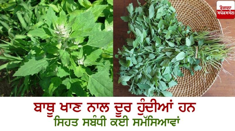 chenopodium album chenopodium album