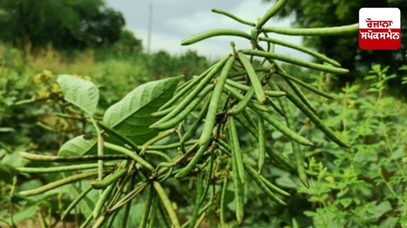 Good profits can be earned by sowing millet, moong and chickpeas in the month of March.