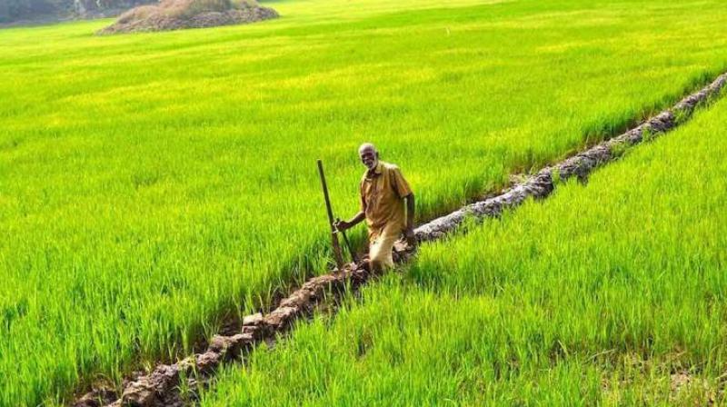 Farmer Farmer