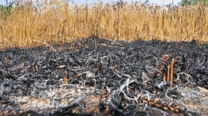 wheat crop burned