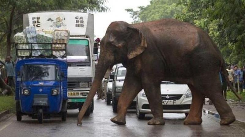 Know where the attacks of wild elephants have increased, 7 people died in 15 days Know where the attacks of wild elephants have increased, 7 people died in 15 days
