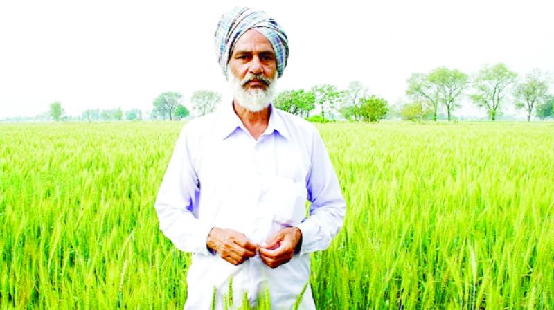 Farmer Farmer