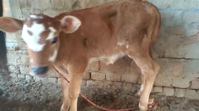 Natural wonders of nature, newborn calf feeding milk
