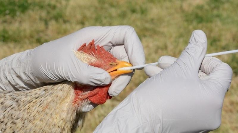 Bird Flu Bird Flu