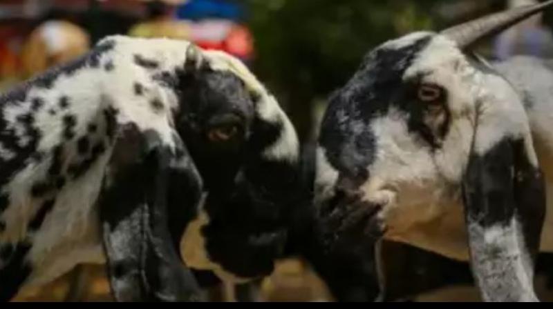 Thieves stole caged goat to catch Guldar Thieves stole caged goat to catch Guldar