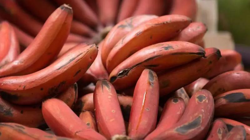 Benefits of eating red banana Benefits of eating red banana