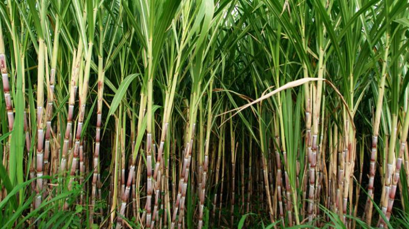 Protection of kamad crop from pests and diseases Protection of kamad crop from pests and diseases
