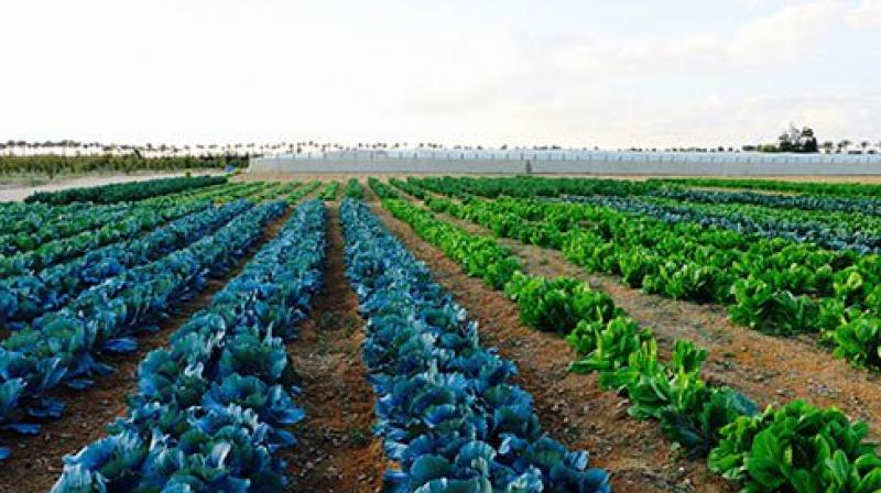 vegetables cultivation vegetables cultivation
