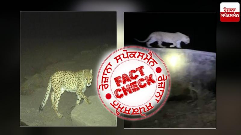 Fact Check Shri Hargobind Pur Viral Video Leopard Cheetah Fake News