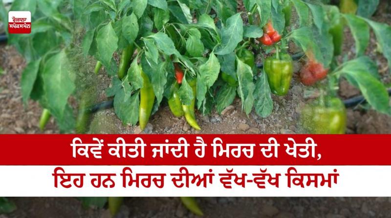 Chilli Farming and different types of chilli 