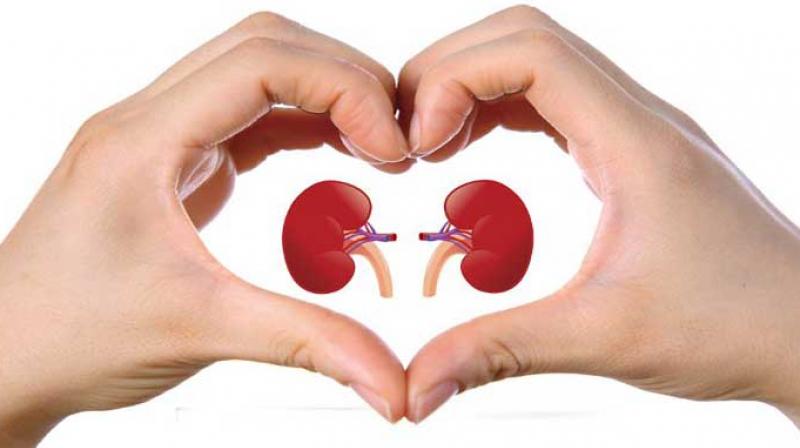 kidney kidney