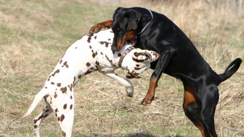 dog fight dog fight