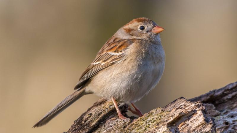 sparrow