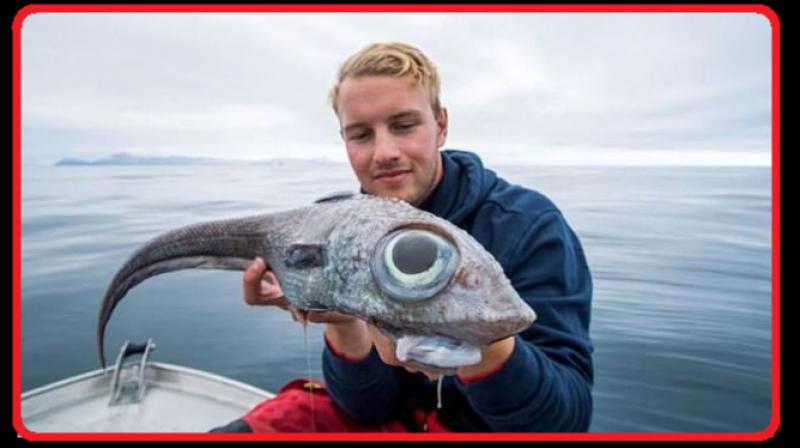 Man catches dinosaur fish in Norway photo went viral Man catches dinosaur fish in Norway photo went viral