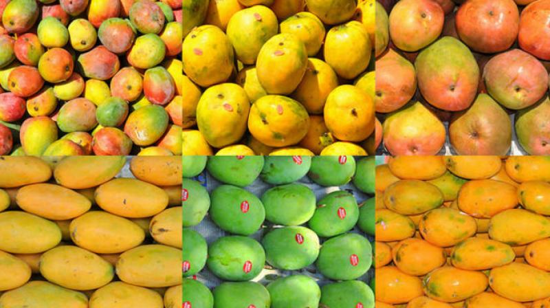 types of mangoes