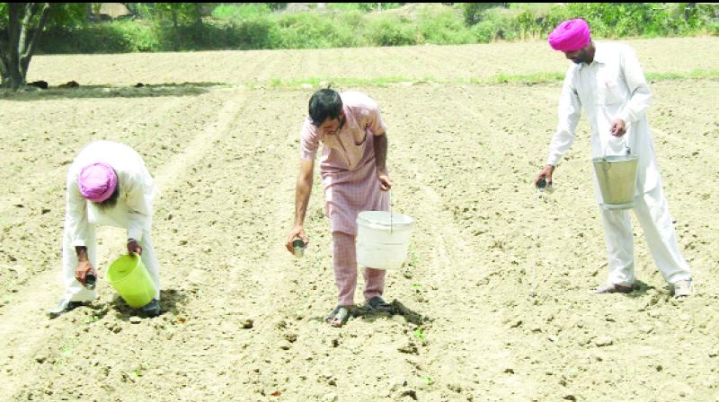 Farmers pouring water with buckets to cotton crop.