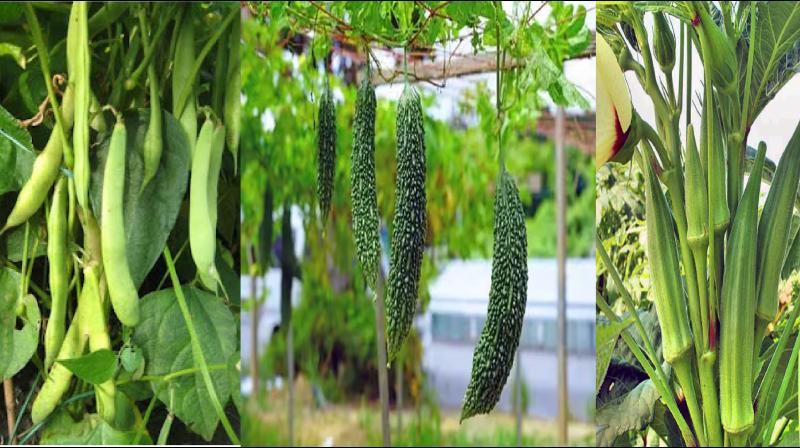 Earn lakhs of rupees in 100 days by cultivating these 3 vegetables Earn lakhs of rupees in 100 days by cultivating these 3 vegetables