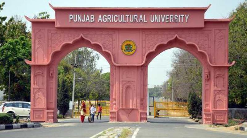 Punjab Agriculture University Punjab Agriculture University