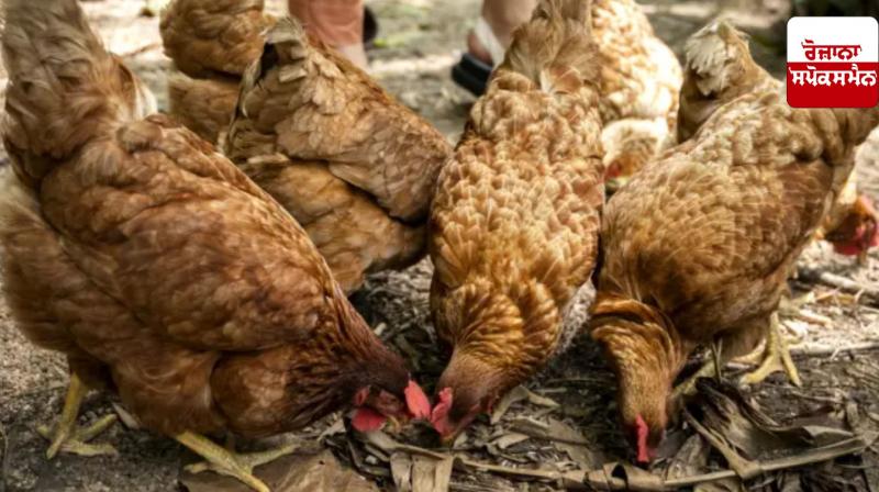 Bird flu confirmed in poultry center of Raigad district of Chhattisgarh Bird flu confirmed in poultry center of Raigad district of Chhattisgarh