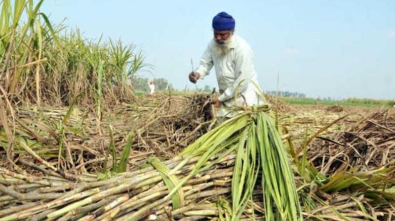 Sugarcane farmer 