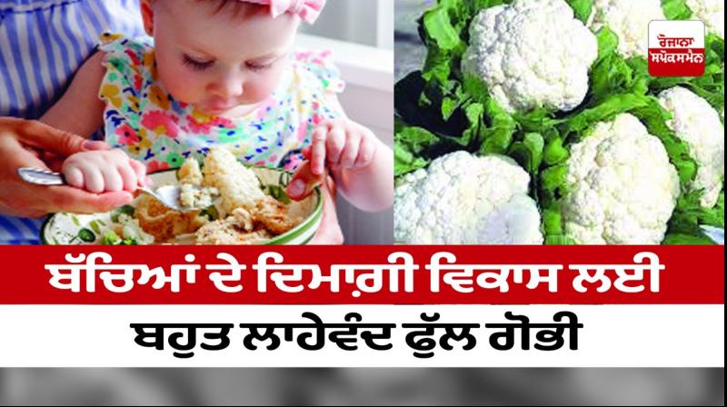 Cauliflower is very beneficial for the brain development of children Cauliflower is very beneficial for the brain development of children