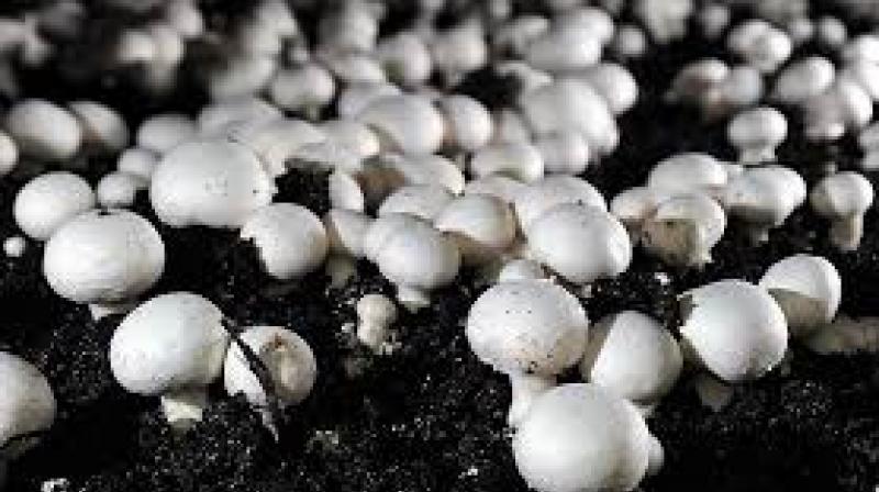 Mushroom Cultivation 