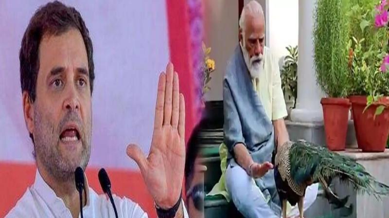 Rahul Gandhi Rahul Gandhi