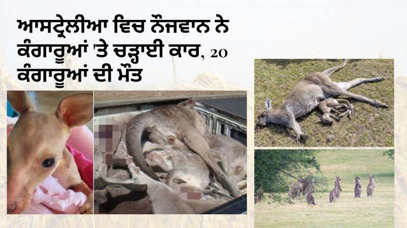 Australia kills young kangaroo car, kills 20 kangaroos Australia kills young kangaroo car, kills 20 kangaroos