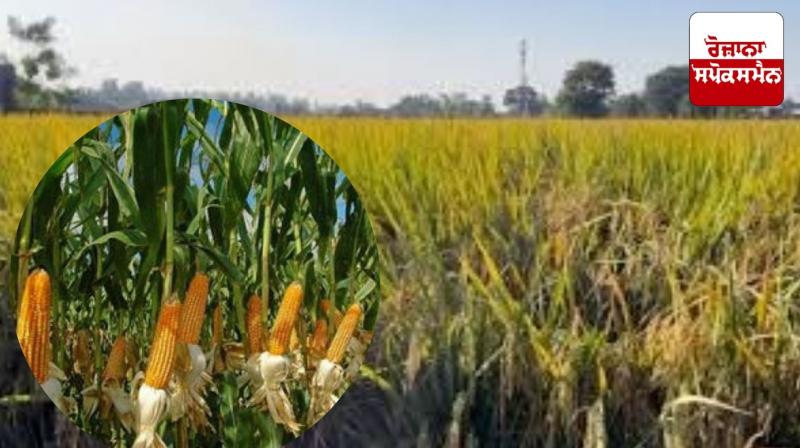 Increase in MSP: Union Cabinet increases MSP on Kharif crops, see new rates of all crops Increase in MSP: Union Cabinet increases MSP on Kharif crops, see new rates of all crops