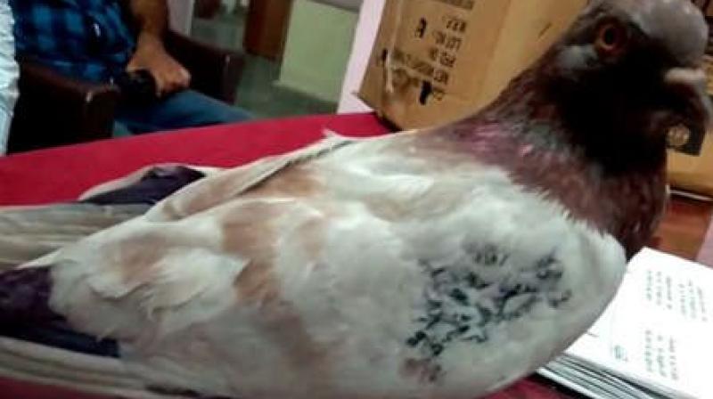 Pakistani pigeon came to india after crossing the border Pakistani pigeon came to india after crossing the border