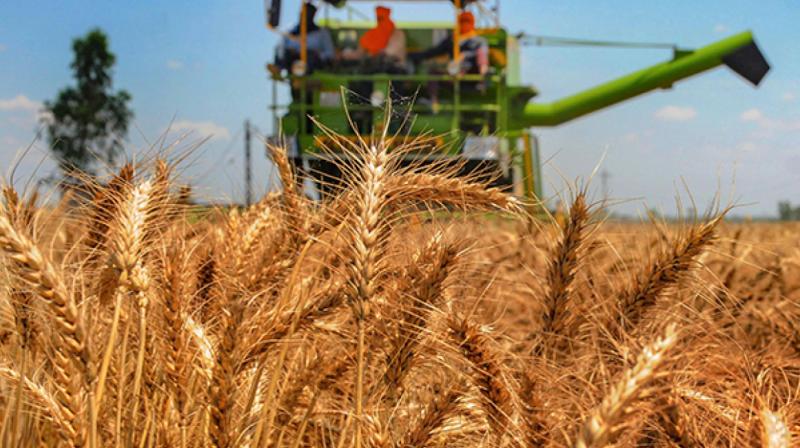 Wheat Wheat