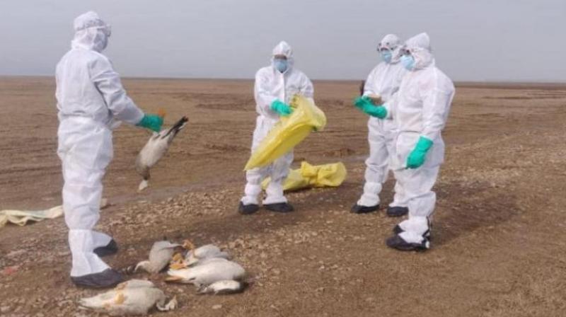 Bird Flu Bird Flu