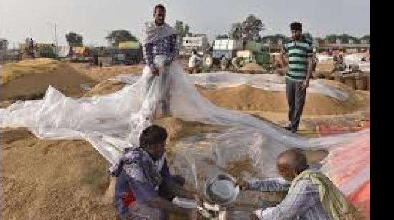 Diwali festival farmers