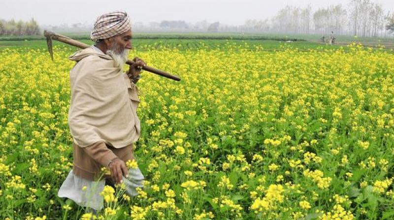 Farmer Farmer