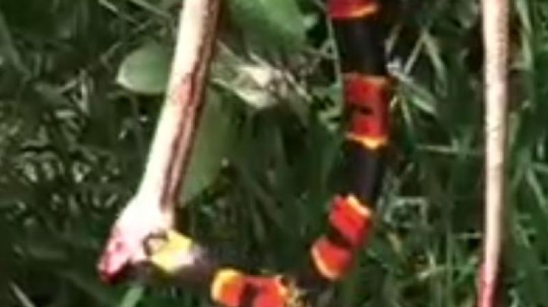 The Battle of the Rattle Snack and the Coral Snake The Battle of the Rattle Snack and the Coral Snake
