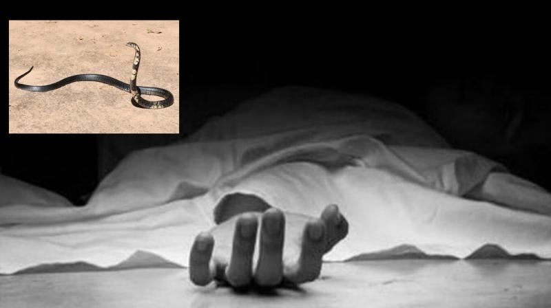 Ludhiana Snake Bite Death News Ludhiana Snake Bite Death News