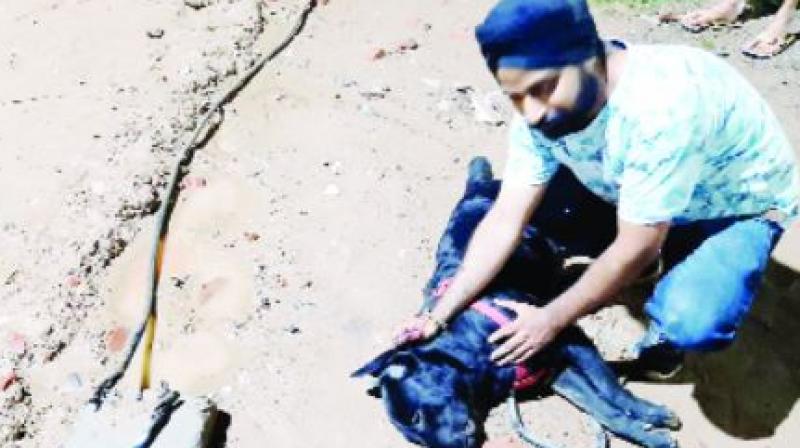 Dog Death In Derabassi
