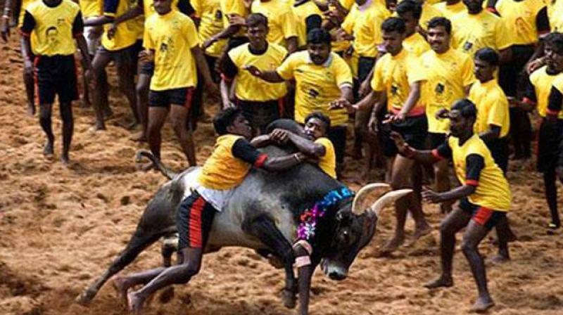 Jallikattu