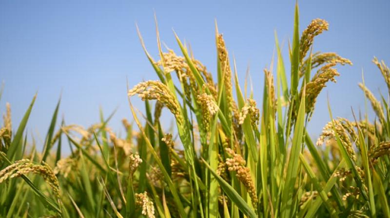Paddy crop Paddy crop