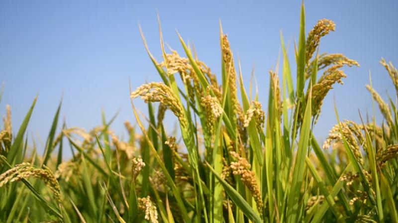 Paddy crop