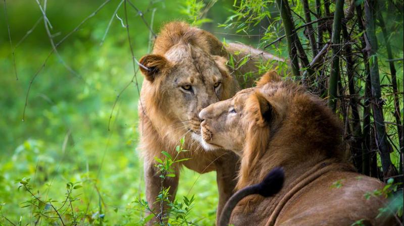 Gir National Park 