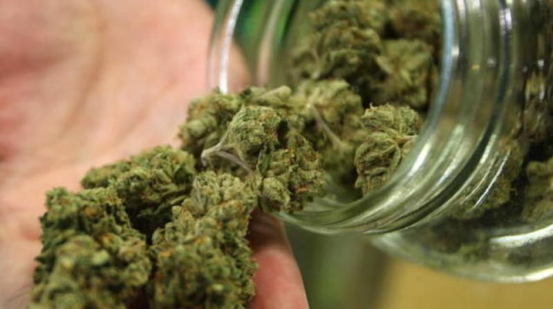 Canada passes bill to legalize marijuana Canada passes bill to legalize marijuana