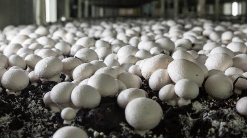 Mushroom Cultivation