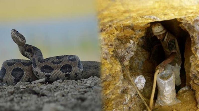 Snake Snake
