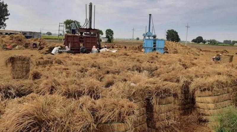 8 biogas plants will be set up in Punjab for stubble management 8 biogas plants will be set up in Punjab for stubble management