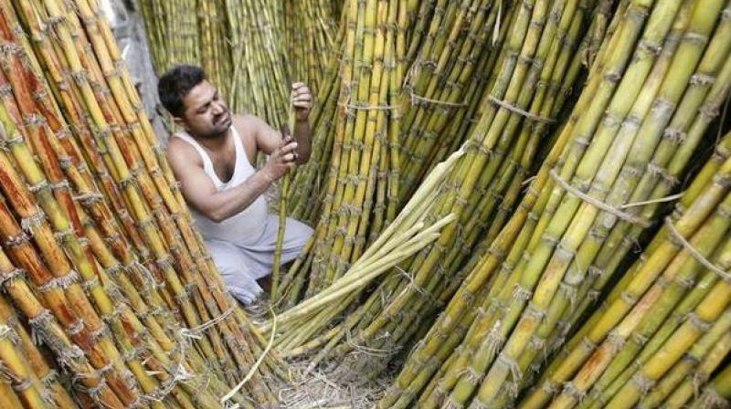 sugarcane sugarcane