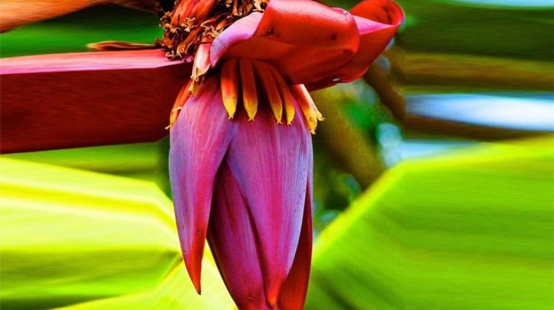 banana  flowers