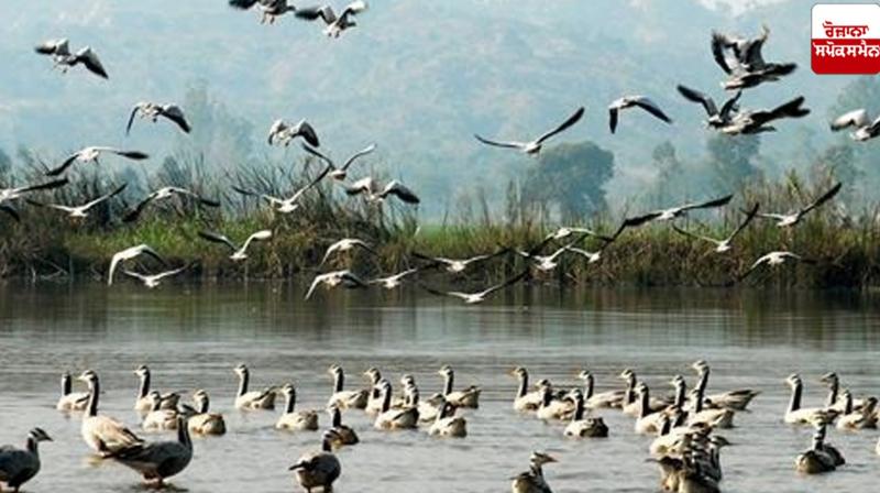 Big arrival of birds in Harike Lake News Big arrival of birds in Harike Lake News
