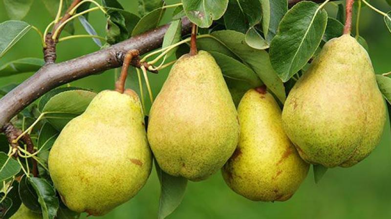 Pears Cultivate 