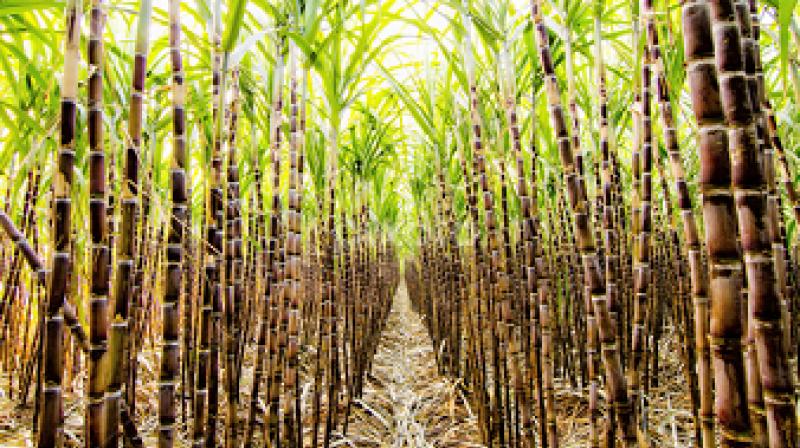 Government will make happy Sugarcane farmers Government will make happy Sugarcane farmers